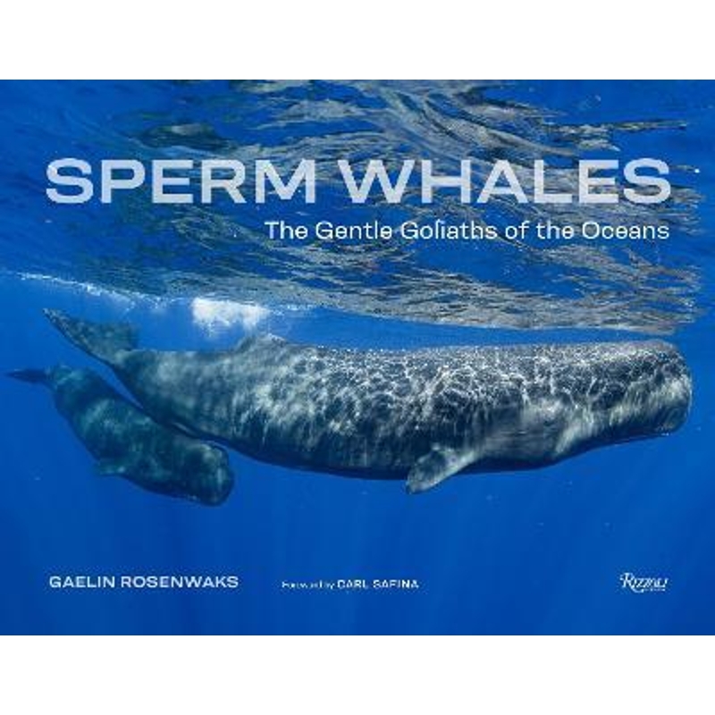 进口艺术 Sperm Whales THE GENTLE GOLIATHS OF THE