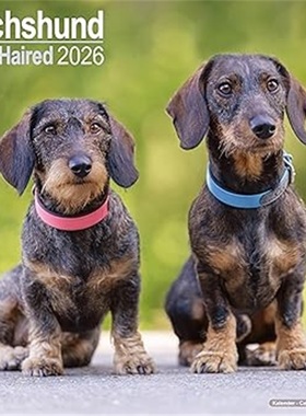 预订Wirehaired Dachshund Calendar 2026  Square Dog Breed Wall Calendar - 16 Month[9781804606346]