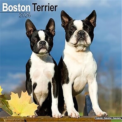 预订不退不换Boston Terrier Calendar 2026  Square Dog Breed Wall Calendar - 16 Month[9781804606186]