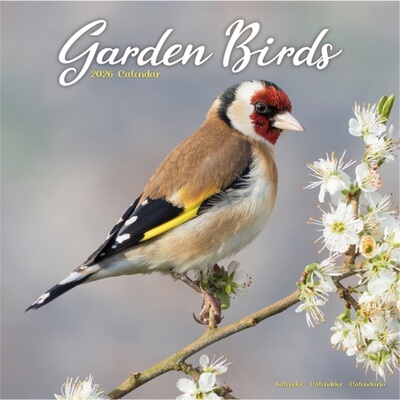 预订Garden Birds Calendar 2026  Square Birds Wall Calendar - 16 Month[9781804607343]