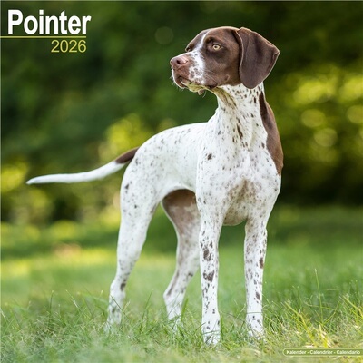 预订Pointer  Calendar 2026  Square Dog Breed Wall Calendar - 16 Month[9781804606742]