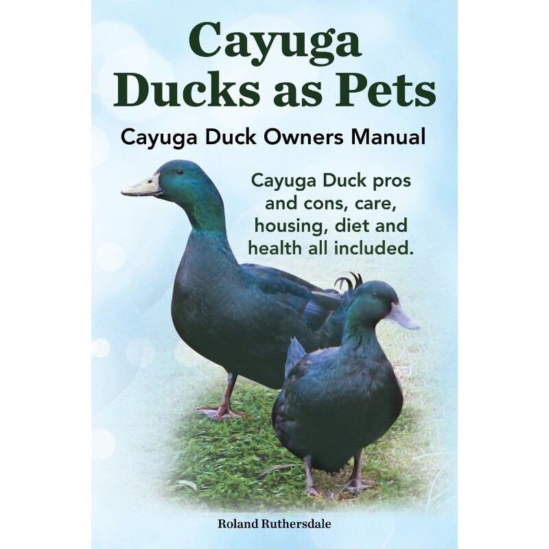 预订不退不换Cayuga Ducks as Pets. Cayuga Duck Owners Manual. Cayuga Duck Pros and Cons, Care, Housing, Diet and
