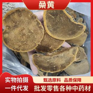 中药材桑黄个桑树桑黄块正品 特级桑黄土特产灵芝菌类一件代发