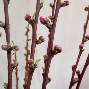桃花枝真花新鲜桃树枝带花苞桃枝桃花鲜切枝条带花苞鲜花顺丰包邮