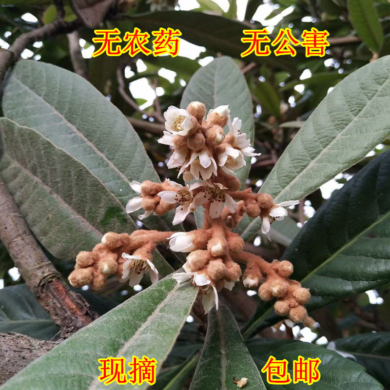 枇杷叶新鲜枇杷茶枇杷花