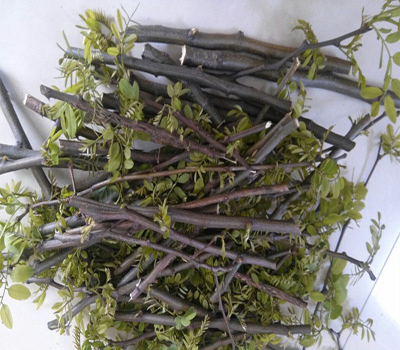新鲜槐树枝洋槐枝新鲜国槐树枝槐树叶槐树皮现采入药熏洗500g包邮