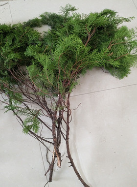 新鲜侧柏叶橱窗装饰花