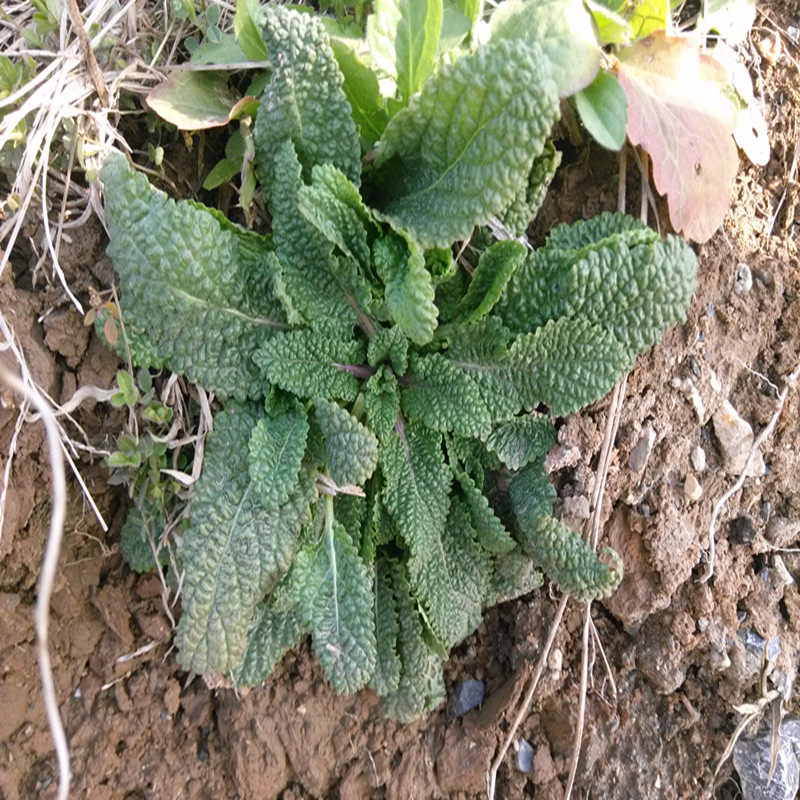 新鲜荔枝草蛤蟆草雪见草带根整株全草皱皮草现挖咽喉草500g包邮