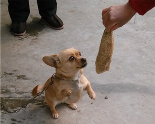 宠物磨牙玩具 包邮 宠物磨牙棒 满 大号狗玩具 老丝瓜络
