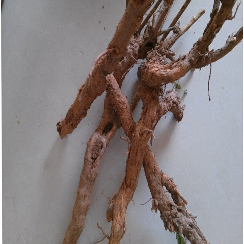 新鲜老枸杞根新鲜树根地骨皮包邮