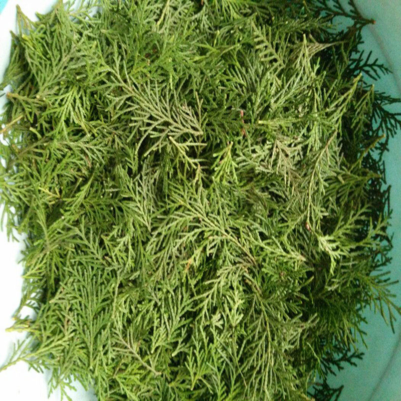 新鲜侧柏叶洗发柏叶黑发乌发养发中药材侧柏叶现摘500g满包邮