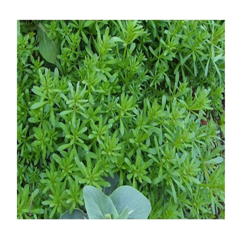 新鲜猪殃殃 拉藤 锯锯藤 细叶茜草小锯子草小禾镰草满包邮