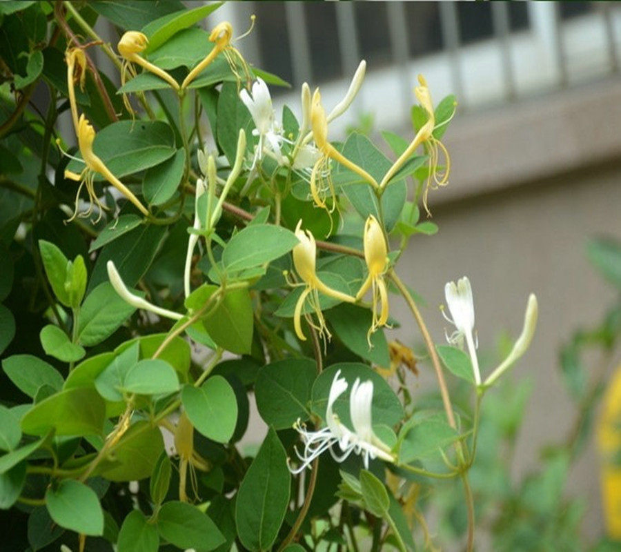 金银花四季常青爬藤植物包邮
