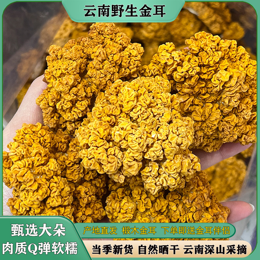 金耳菌干货云南特产大朵金耳