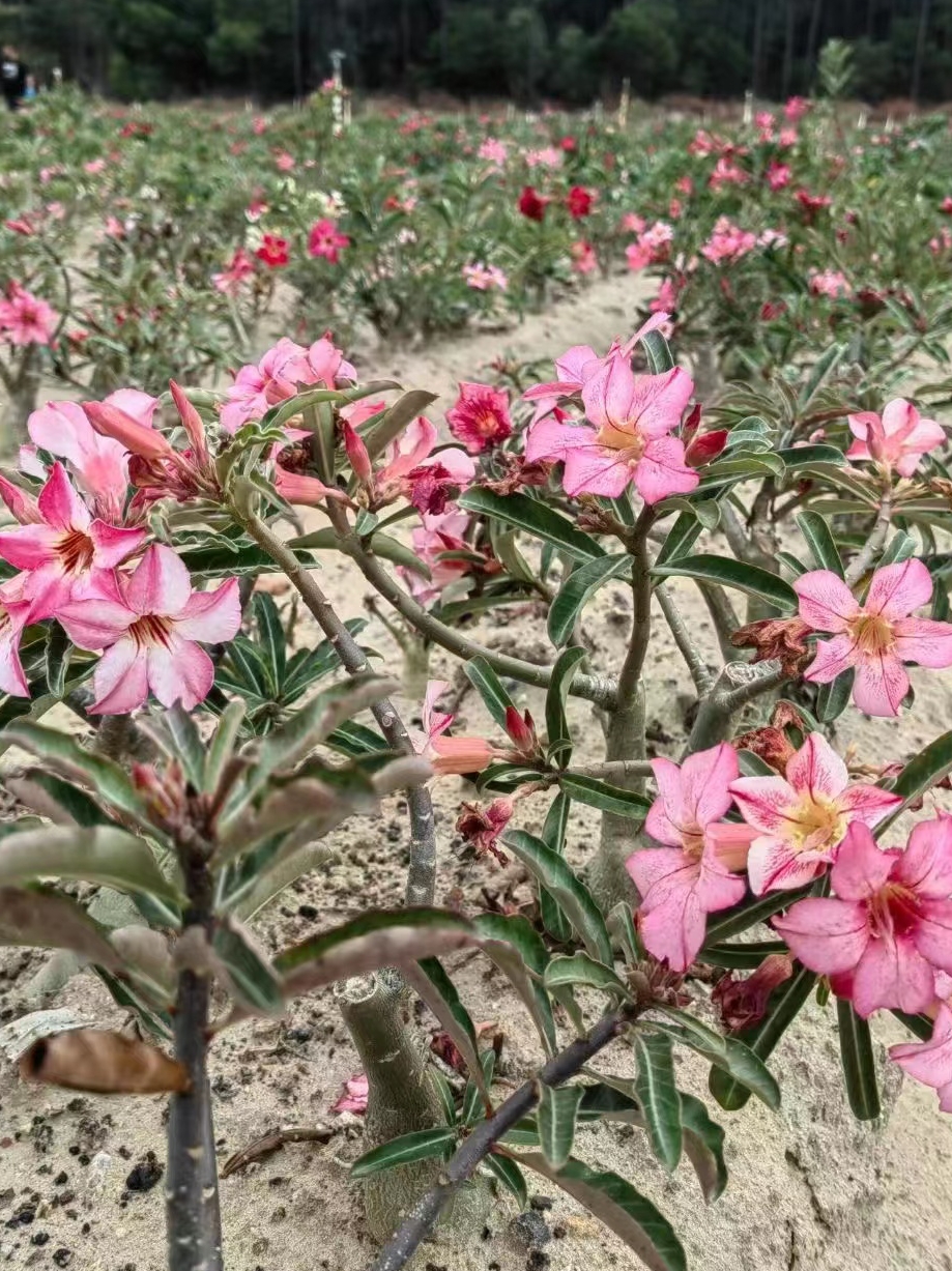 沙漠玫瑰花原生苗裸根 一物一拍