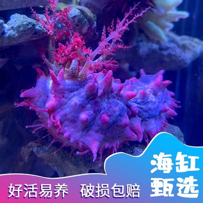 海参翻沙子翻砂天然海洋宠物