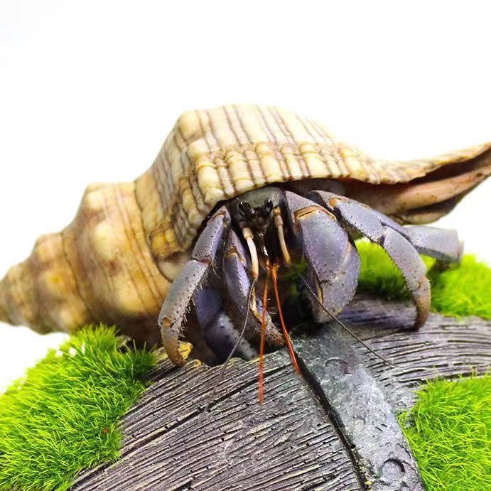 海水寄居蟹海缸除藻生物海水寄居蟹小丑鱼珊瑚寄生海蟹小螃蟹寄居