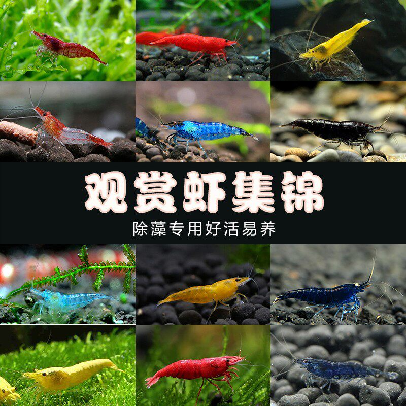 包邮观赏虾活体除藻工具虾极火黄背米蓝宝石琉璃淡水虾樱花水晶虾