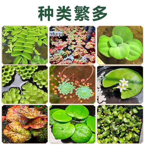 鱼缸浮萍水草活体no3净化陶瓷