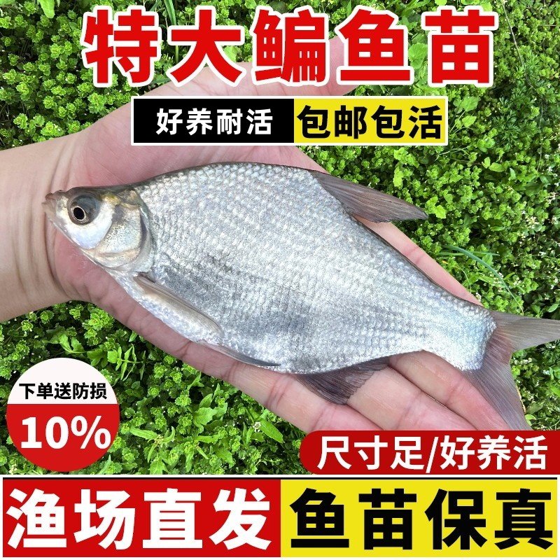 武昌鱼苗鳊鱼苗扁鱼苗柳叶边鱼苗团头三角鲂好养不死耐活淡水鱼苗