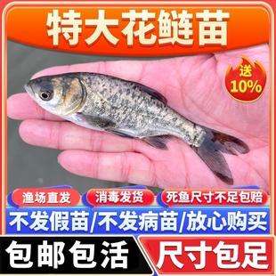 花鲢鱼苗大头鱼苗超大鲢鳙超大大头鱼苗胖头鱼淡水养殖鳙鱼苗食用