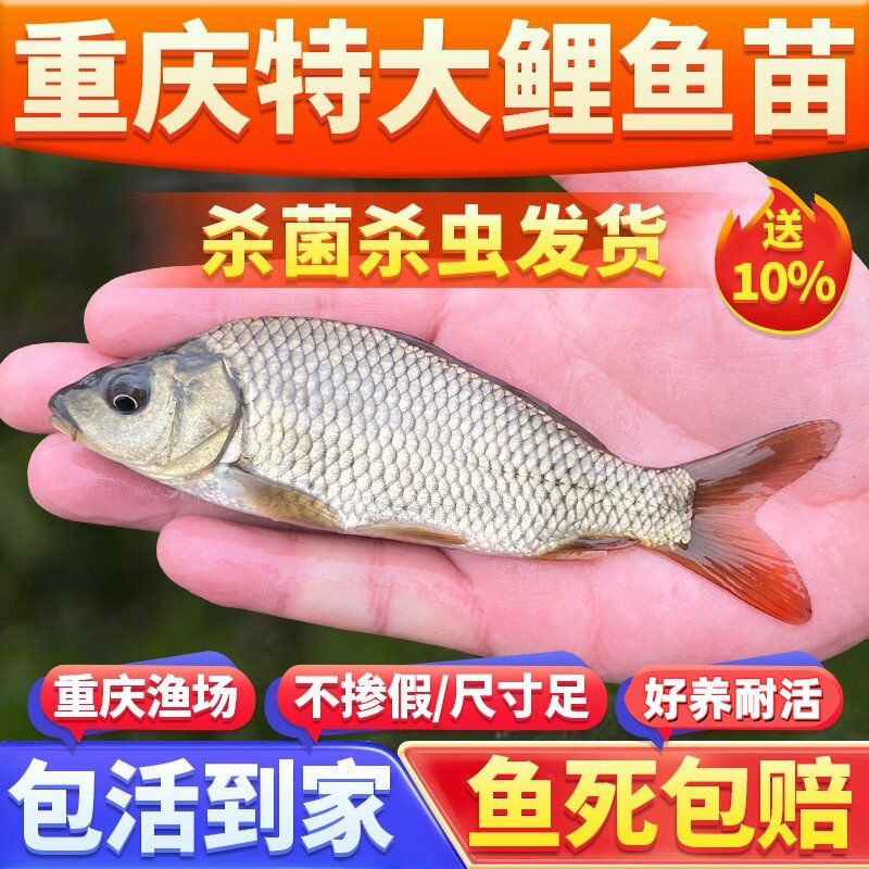 鲤鱼苗红尾鲤鱼苗建鲤淡水鱼塘养殖特大稻花鱼稻田鲤鱼重庆本地鱼