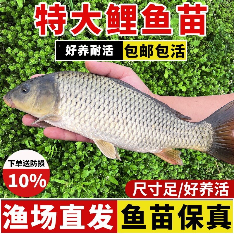 鲤鱼苗红尾鲤鱼苗建鲤淡水鱼塘养殖特大稻花鱼稻田鲤鱼重庆本地鱼