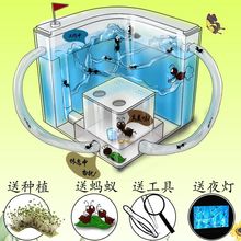 产卵蚁后家园蚂蚁巢穴工坊城堡玩具日本弓背蚂蚁城堡小号蓝色城堡