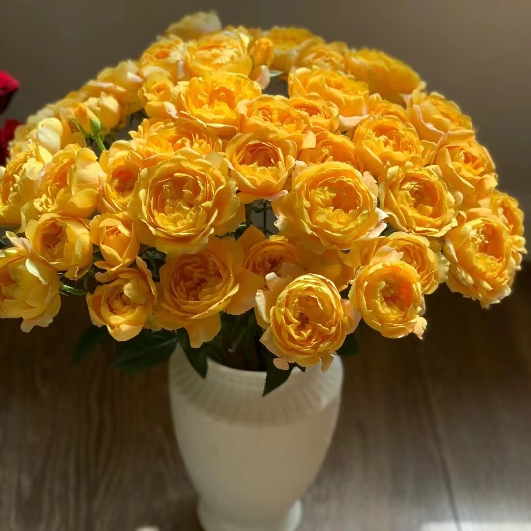 橙汁阳台9支+1支防损 鲜切花（1单包邮2单升级快递）,鲜花速递/花卉仿真/绿植园艺,花材,淘宝优惠券,粉丝福利购,淘宝优惠卷