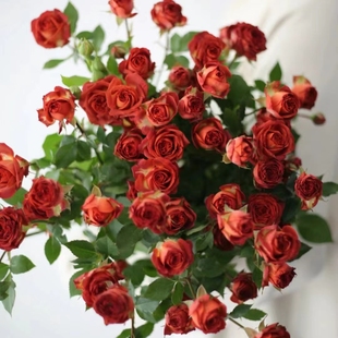 巧克力多头玫瑰9支+1支防损 云南直发