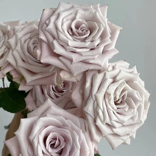 曼塔玫瑰18支+2支防损 云南直发生日礼物家庭插花