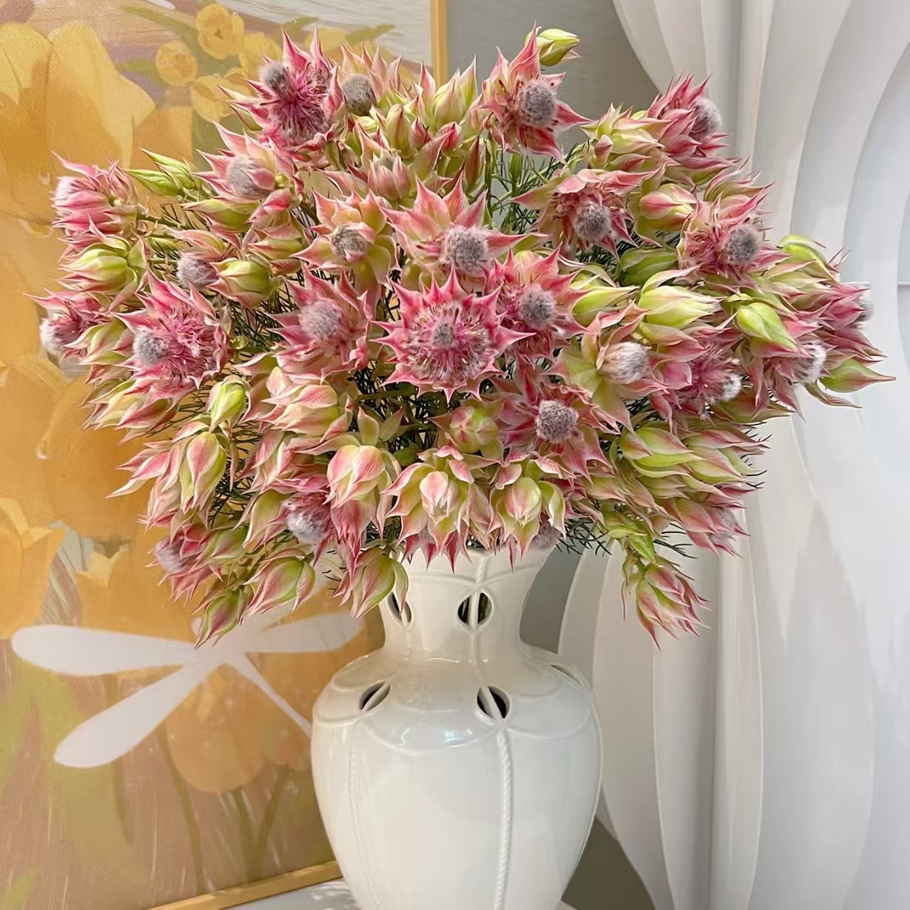 南非新娘花 可做干花 （1单包邮2单升级快递）