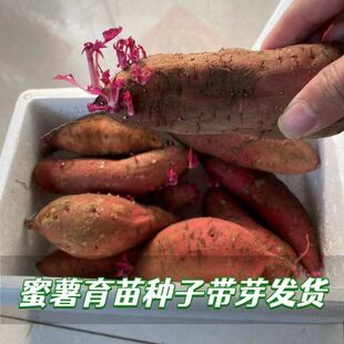 带芽头发货发芽红薯苗番薯种西瓜红红苕带芽发货红皮红心地瓜种子