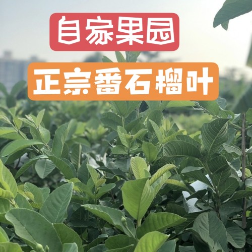 自家果园现摘番石榴叶可喂竹节虫芭乐叶无农残昆虫食物