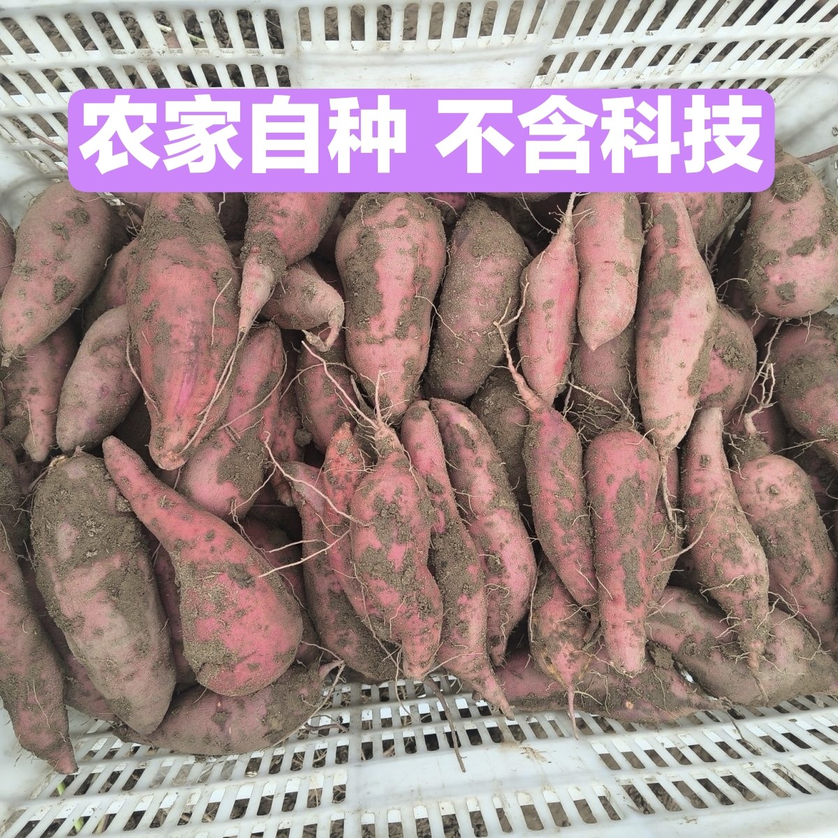 湛江特产农家自种红薯沙地蜜薯香甜软糯西瓜红番薯红皮红心地瓜