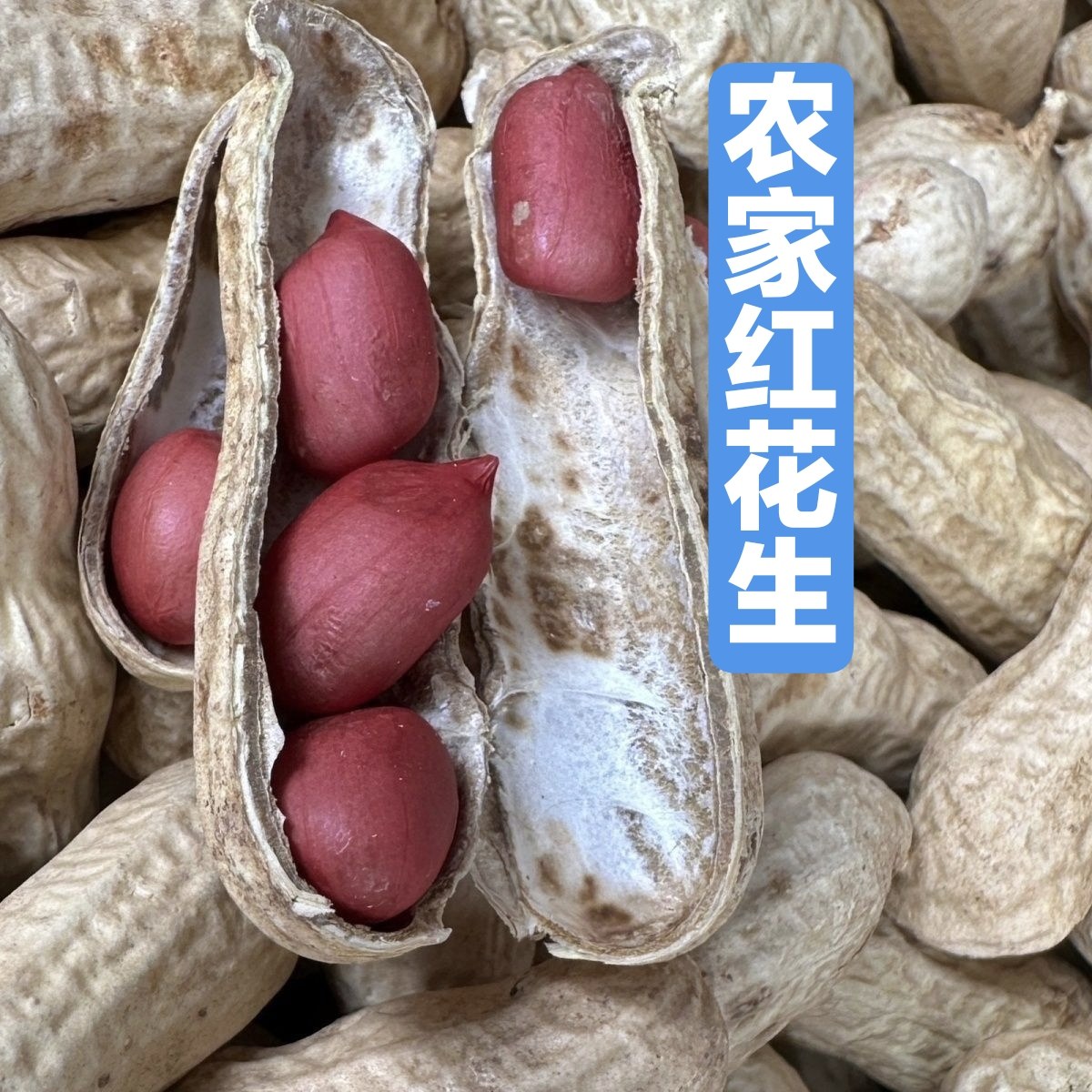 广东农家种植红花生带壳红皮花生自然晒干红花生种子可留种打豆浆