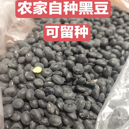廉江本地黑豆农家自种黑大豆可留种今年新豆非转基因大豆可醋泡