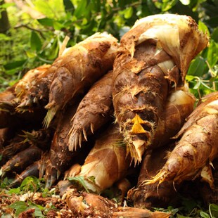 浙江安吉竹笋 毛笋 野生黄泥拱 现挖新鲜蔬菜 10斤