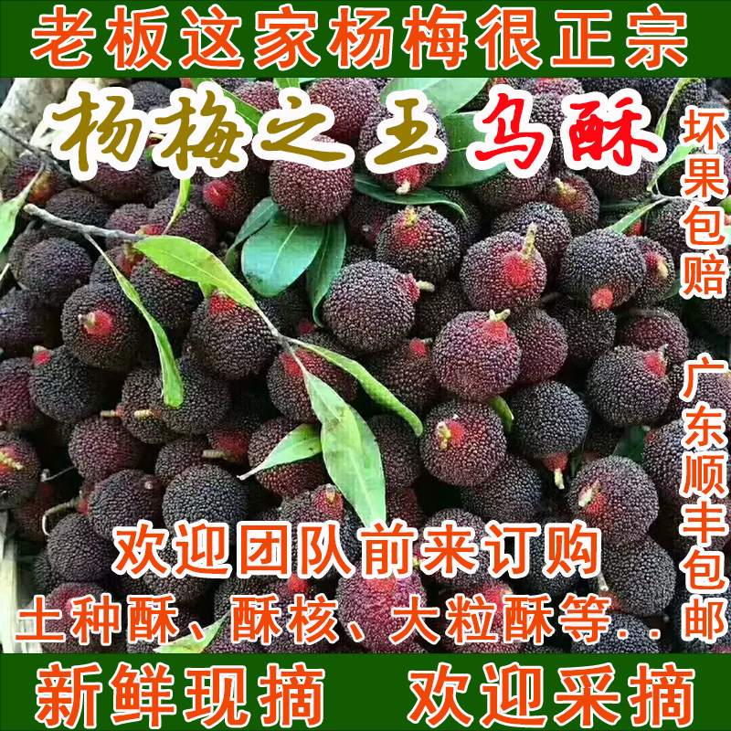 乌酥杨梅现摘新鲜甜多汁水果正宗潮汕金灶名贵乌苏酥核梅广东顺丰