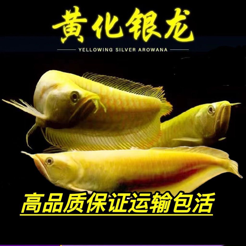 黄化红眼银龙鱼幼苗黄化银龙鲨鱼嘴热带观赏鱼活体鱼苗招财鱼龙鱼
