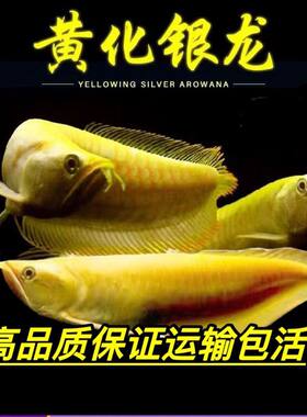 黄化红眼银龙鱼幼苗黄化银龙鲨鱼嘴热带观赏鱼活体鱼苗招财鱼龙鱼
