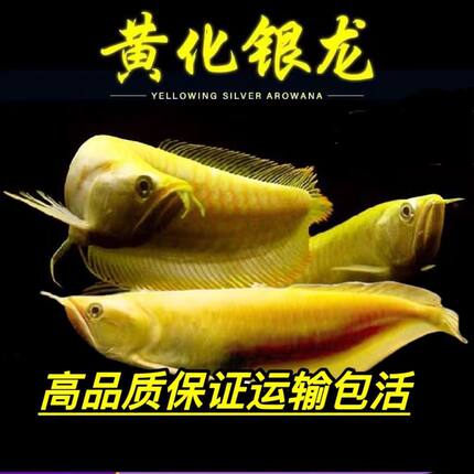 黄化红眼银龙鱼幼苗黄化银龙鲨鱼嘴热带观赏鱼活体鱼苗招财鱼龙鱼