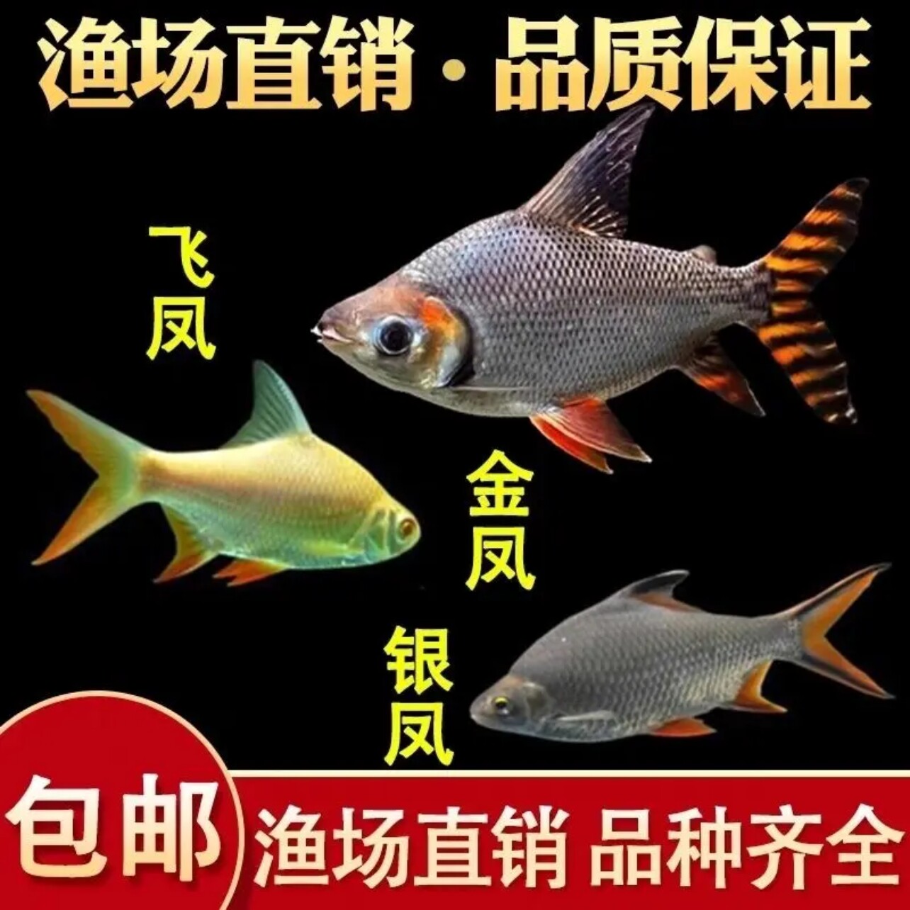 双线鲫双线侧鱼观赏鱼鱼苗金凤鱼银凤鱼龙鱼配鱼热带吃垃圾鱼活体