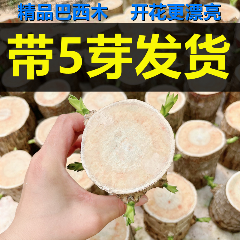 水培巴西木室内绿植巴西木客厅