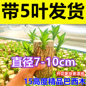 早开花 水培巴西木超大号带芽发货多芽幸运木老桩室内办公好养