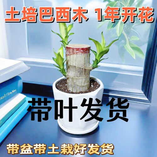 带叶发货土培巴西木可开花室内好养带芽绿叶客厅绿植物新手观叶