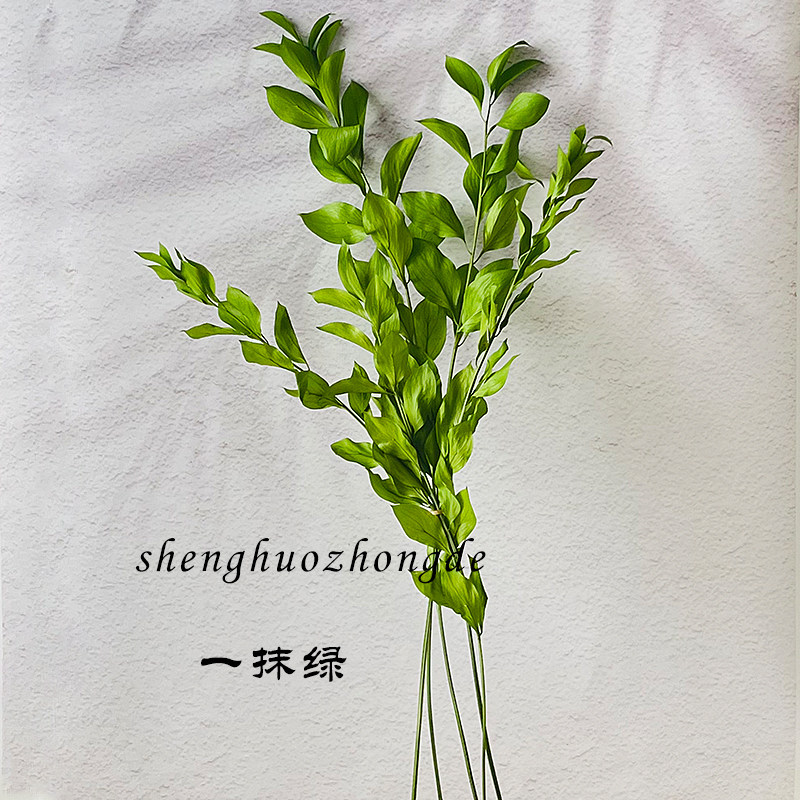 进口桔叶永生花高端侘寂风干花