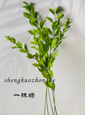 进口桔叶永生花高端侘寂风干花