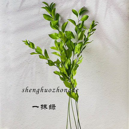 进口桔叶永生花 高端侘寂风天然小支干花真花束桔叶客厅ins摆设
