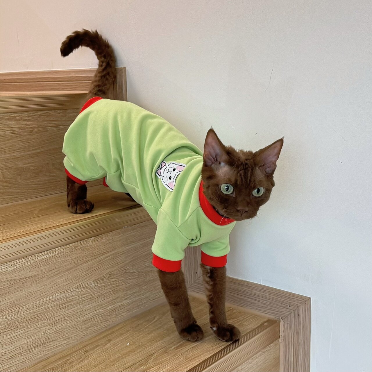 咔啦咪秋冬弹力四脚德绒史芬克斯无毛猫德文猫衣服护肚全包保暖